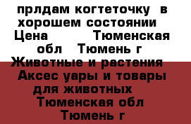 прлдам когтеточку  в хорошем состоянии › Цена ­ 800 - Тюменская обл., Тюмень г. Животные и растения » Аксесcуары и товары для животных   . Тюменская обл.,Тюмень г.